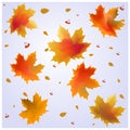 Autumn leaves. Royalty Free Stock Photo