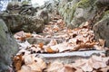 Autumn leaves falling in the stairs of Hermitage & x28;Einsiedelei& x29; building