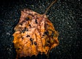 Autumn leaves falling from a tree onto the floor. Royalty Free Stock Photo