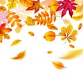 Autumn leaves falling. Yellow red and orange fall realistic foliage flying. Autumnal frame or border for banner, flyer Royalty Free Stock Photo