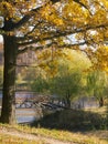 Autumn Leaves in  Falltime Park Royalty Free Stock Photo