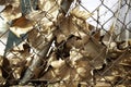 Autumn leaves on fence