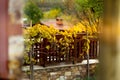 Autumn leaves fence, view through the window