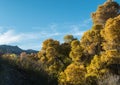 Autumn colors arrive late in Arizona