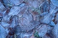 Autumn leaves in first early frost. Winter background Royalty Free Stock Photo