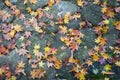 Autumn Leaves on Flagstones Royalty Free Stock Photo