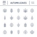 Autumn leaves flat line icons. Leaf types, rowan, birch tree, maple, chestnut, oak, cedar pine, linden guelder rose Thin