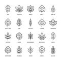 Autumn leaves flat line icons. Leaf types, rowan, birch tree, maple, chestnut, oak, cedar pine, linden,guelder rose
