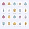 Autumn leaves flat line icons. Leaf types, rowan, birch tree, maple, chestnut, oak, cedar pine, linden,guelder rose Royalty Free Stock Photo