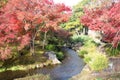 Autumn leaves in Flatly Landscaped Garden in Koko-en Garden, Himeji, Japan