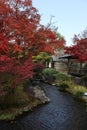 Autumn leaves in Flatly Landscaped Garden in Koko-en Garden, Himeji, Japan