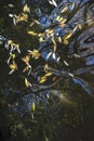 Autumn leaves floating on dark water with reflections, abstract nature background with copy space, vertical Royalty Free Stock Photo