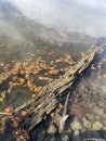 Autumn leaves floating in water, Memorial Park, Hendersonville, Tenneessee