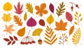 Autumn Leaves And Floral Elements Set Showcases Nature Brilliance With Warm-hued Foliage Cartoon Vector Illustration