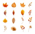 Autumn leaves and flower set isolated on white background. Leaf with watercolor style Royalty Free Stock Photo