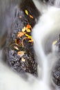 Autumn leaves in flowing stream