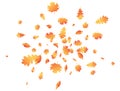 Autumn leaves flying composition. Fall maple background. October foliage frame. Oak leaf decor september poster. Orange Royalty Free Stock Photo