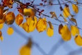 Autumn leaves foliage close up Royalty Free Stock Photo