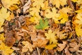 Autumn leaves foliage texture close up nature park Royalty Free Stock Photo