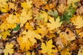 Autumn leaves foliage texture close up nature park Royalty Free Stock Photo