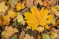 Autumn leaves foliage texture close up nature park Royalty Free Stock Photo