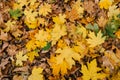 Autumn leaves foliage texture close up nature park Royalty Free Stock Photo
