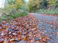 Autumn leaves on footpath. Forest road. Hiking Royalty Free Stock Photo