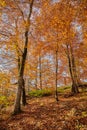 Autumn leaves in the forest