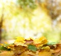 Autumn leaves in forest