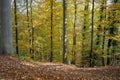 Coniferous forest in the middle of autumn Royalty Free Stock Photo