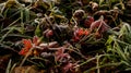 autumn leaves in the forest in frost