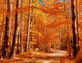 Autumn leaves in a forest orange red and yellow Royalty Free Stock Photo