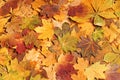 Colorful autumn background. Fallen leaves. Royalty Free Stock Photo