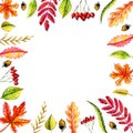 Autumn leaves frame: maple, birch, willow, oak, acorn, birch leaves, blade of grass, rowan leaf, rowan berries, grass spike.