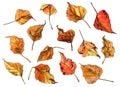 Autumn leaves. Freehand drawing