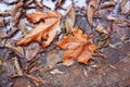 Autumn Leaves with Frost