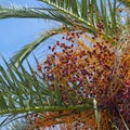 Autumn. Leaves and fruits of date palm tree against blue sky Royalty Free Stock Photo