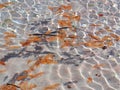 Autumn leaves , fruits in the lake water