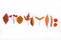 autumn leaves leaves fruits plant seeds mountain ash physalia acacia maple set of leaves on a white background Royalty Free Stock Photo