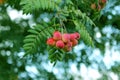 Autumn leaves and fruits of the Sorbus domestica tree, close-up Royalty Free Stock Photo