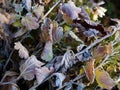 Frozen moisture on autumn garden flowers