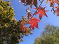 Autumn leaves in the Garden of morning calm with blue sky background Royalty Free Stock Photo