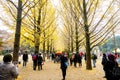 Autumn leaves of a ginkgo on Nami Island. Royalty Free Stock Photo