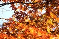 Autumn leaves Royalty Free Stock Photo