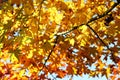 Autumn leaves Royalty Free Stock Photo