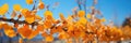 Autumn Leaves In A Golden Cascade Under A Clear Blue Sky