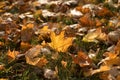 Autumn Leaves In Golden Late Afternoon Light