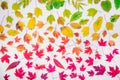 Autumn leaves gradient colorful rainbow leaf pattern fall colors flat lay, top view. Seasonal background. Royalty Free Stock Photo