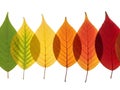 Autumn leaves in gradient colors isolated on white background Royalty Free Stock Photo