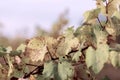 Autumn leaves of grapes. Blue sky and  Grapevine in the fall. Autumn vineyard. Soft focus. Toned image Royalty Free Stock Photo